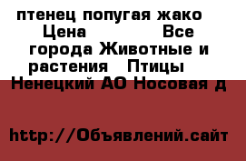 птенец попугая жако  › Цена ­ 60 000 - Все города Животные и растения » Птицы   . Ненецкий АО,Носовая д.